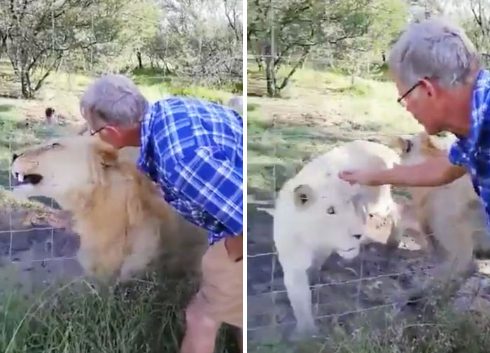 Un homme tente de caresser un lion : Il n’aurait pas dû