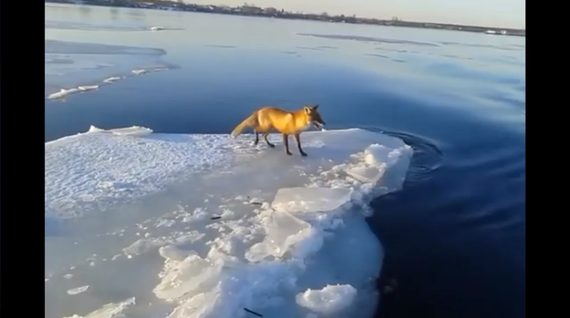 Un pêcheur sauve un renard coincé sur une plaque de glace