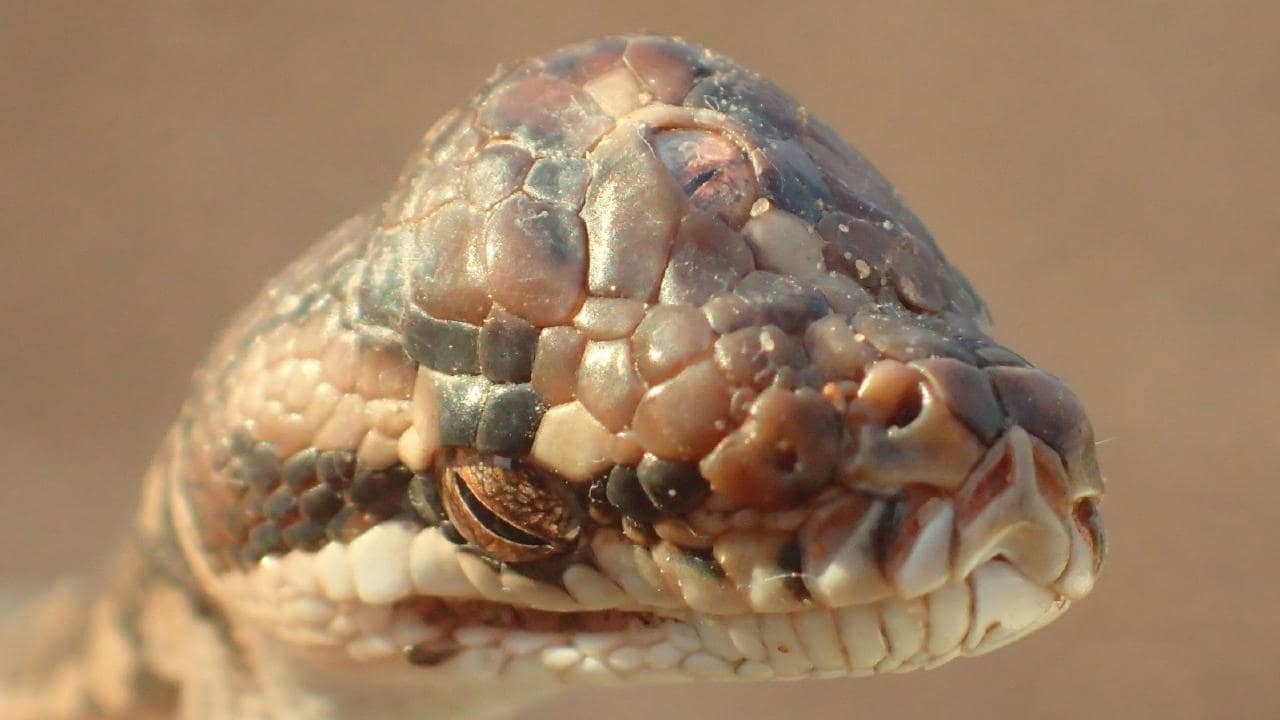 Australie : Découverte d’un étonnant serpent à trois yeux