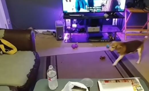 Ce chien s'entraîne pour sauter parfaitement sur le canapé !