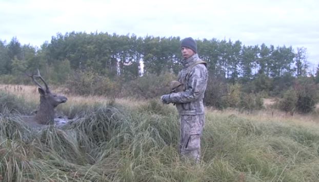 Deux chasseurs sauvent un élan coincé dans la boue