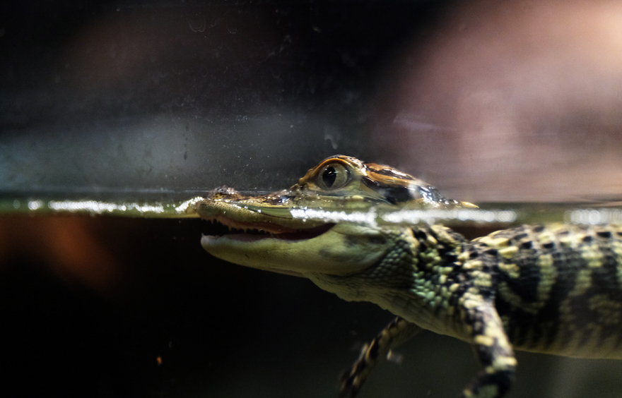 Floride : Contrôlée par la police, elle sort un alligator vivant de son… pantalon