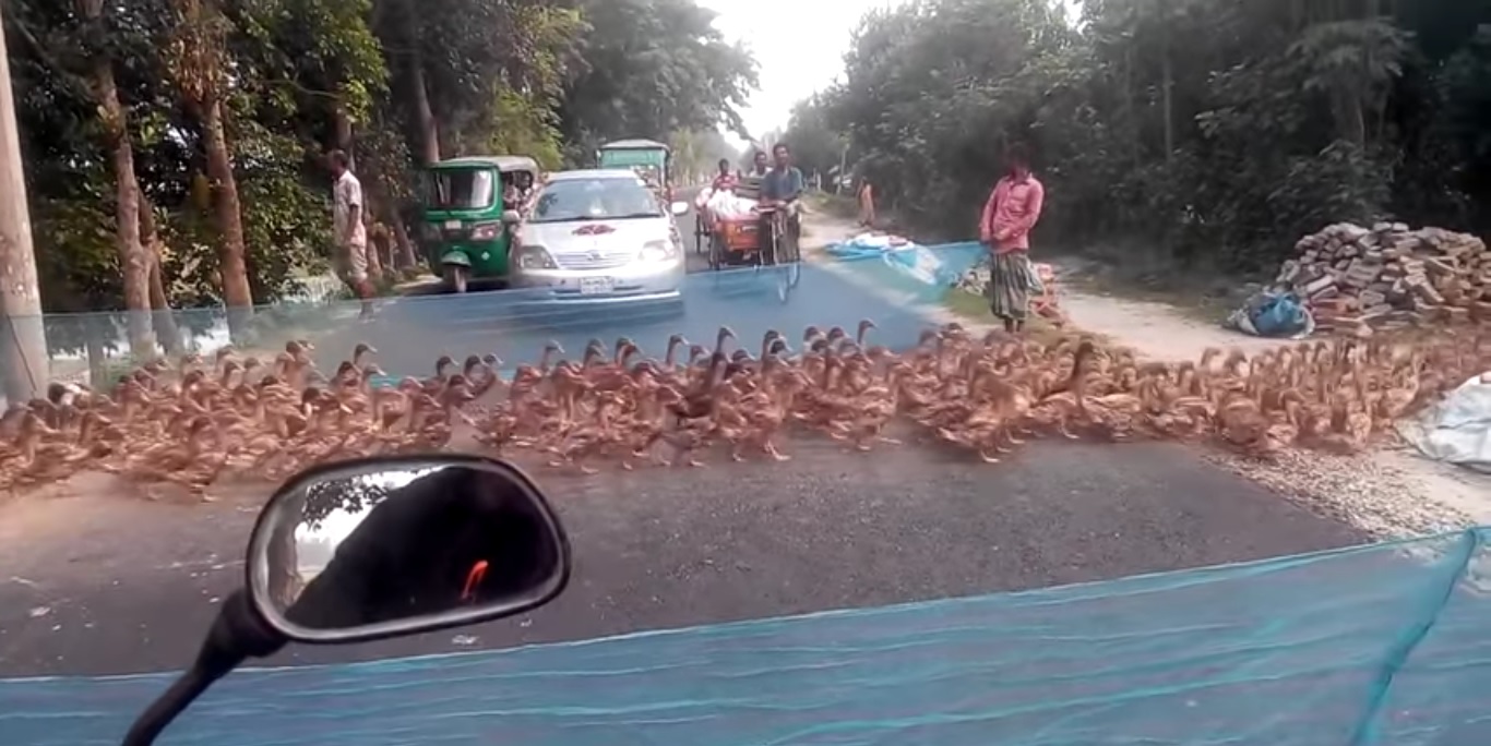 Impressionnant ! La circulation à l'arrêt pour laisser passer... des canards !