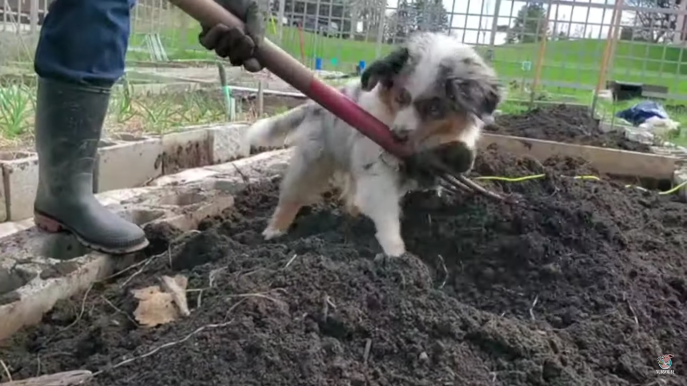 Trop cute ! Un petit chiot aide sa maîtresse à faire le jardin
