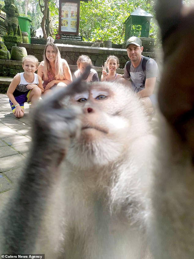 Un singe vole un appareil photo pour faire un... doigt d'honneur !