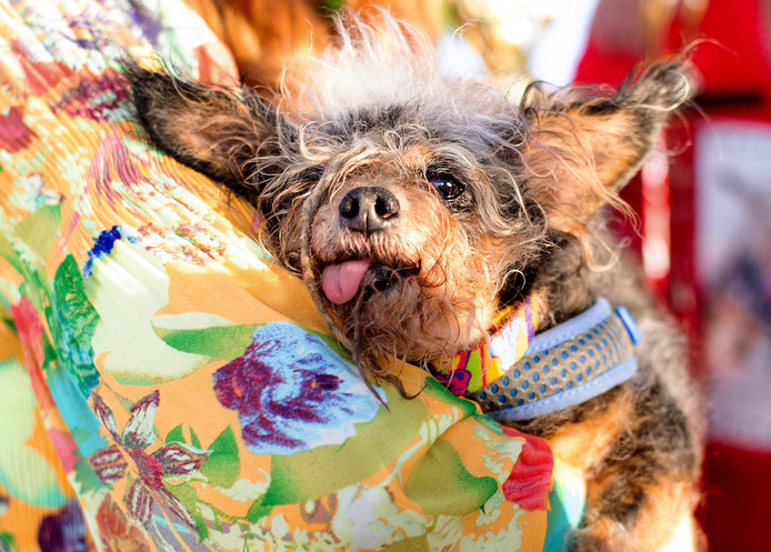 Découvrez le chien le plus moche du monde en 2019