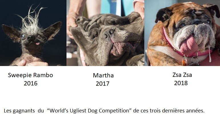 Découvrez le chien le plus moche du monde en 2019
