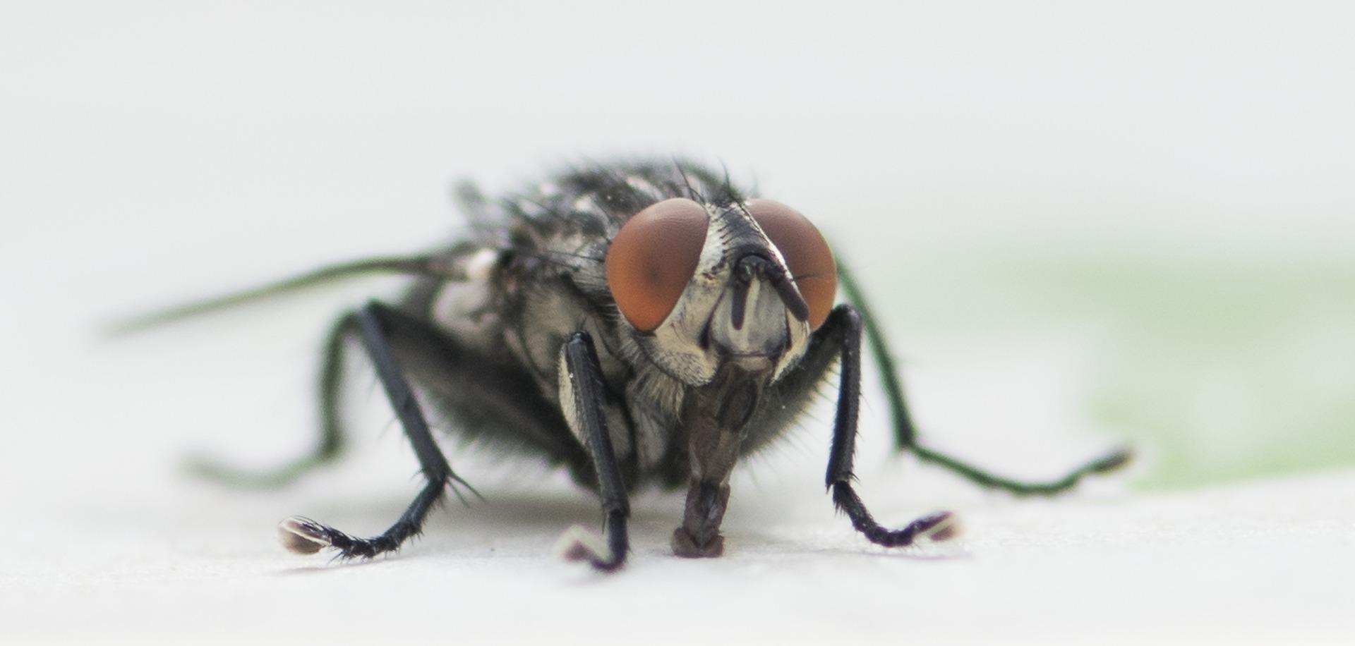 Horrible : Des millions de mouches colonisent des villages en Russie