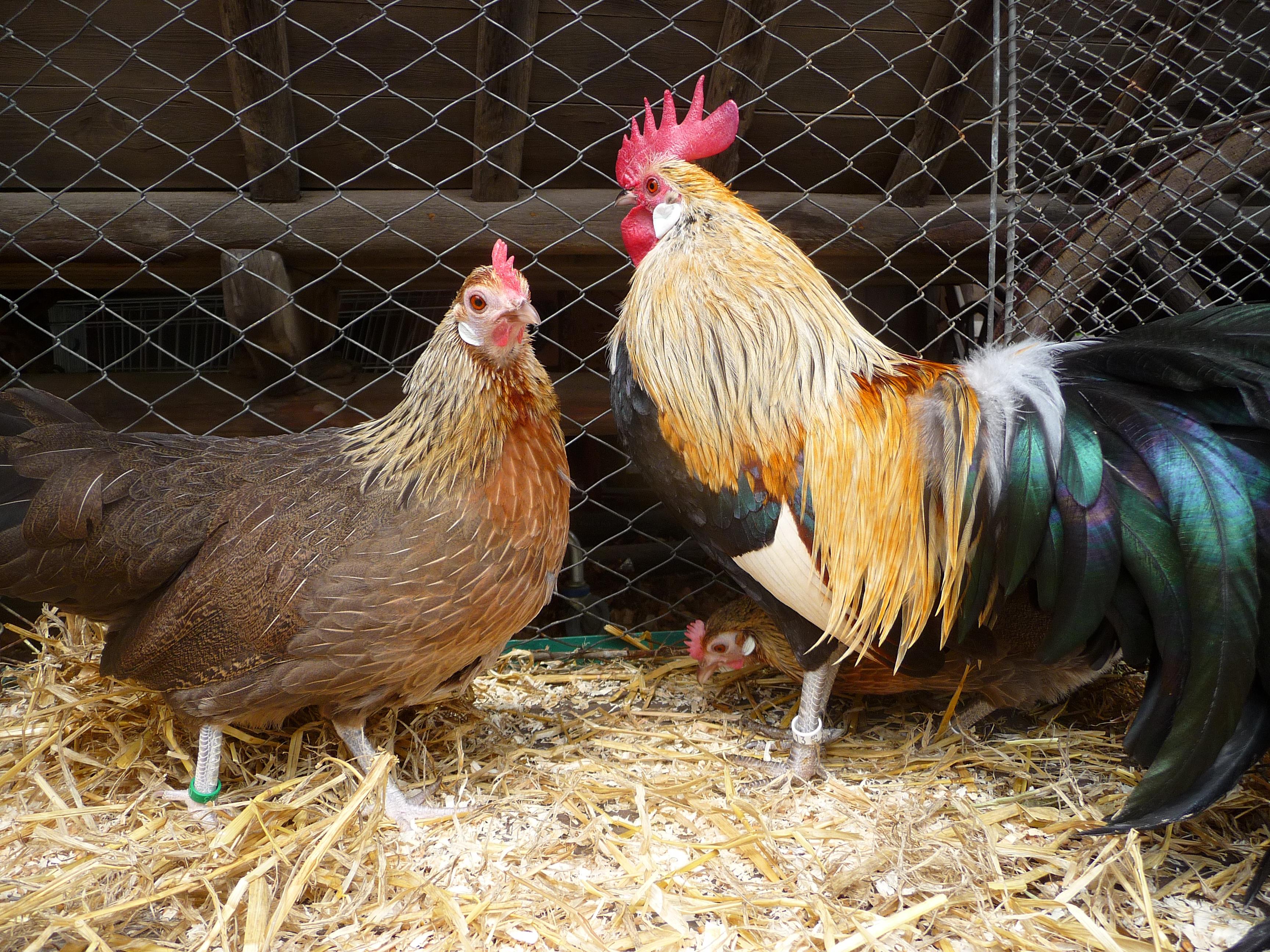 L'incroyable raison pour laquelle le coq Maurice va être jugé