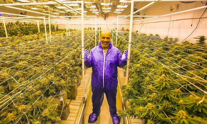 Mike Tyson construit un village de vacances pour consommateur de cannabis