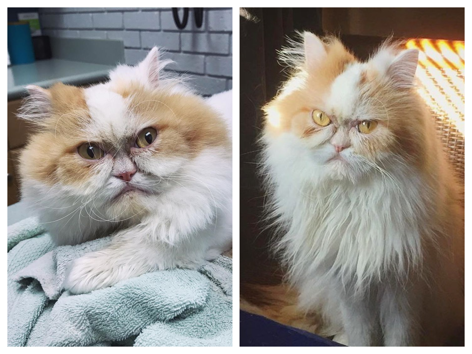 On a trouvé le successeur de Grumpy Cat