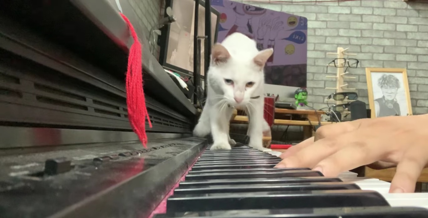 Un chat un peu trop curieux quand son maître joue du piano