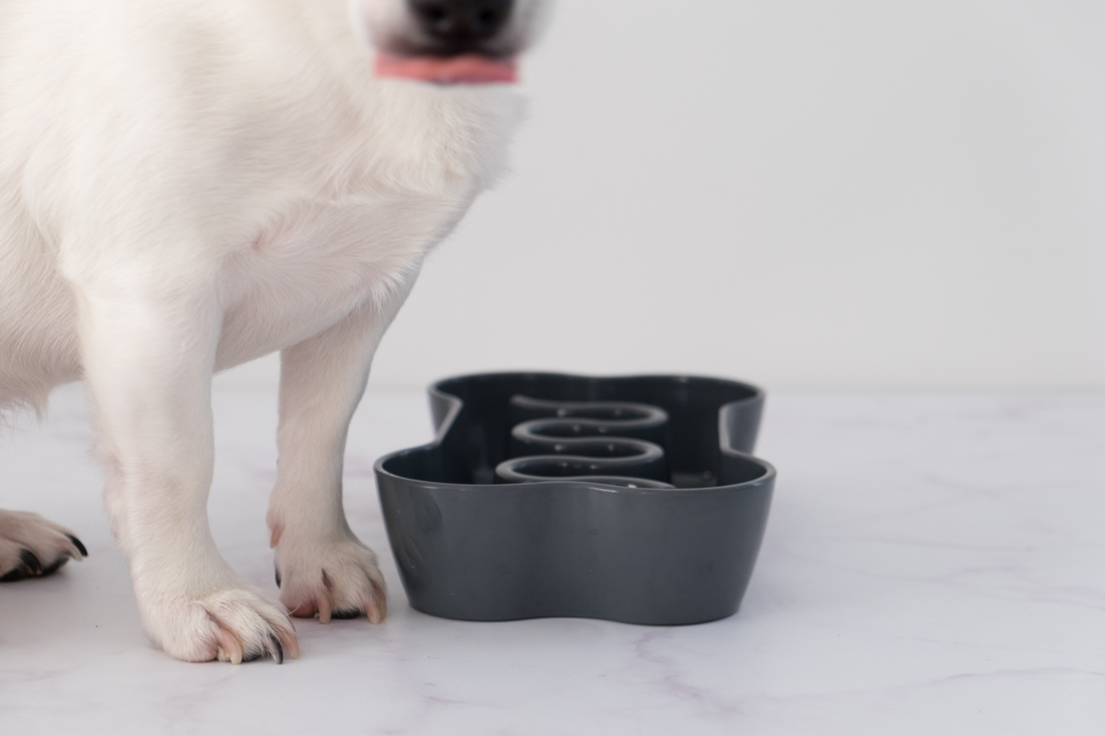 Un chien très gourmand trouve la solution face à une gamelle anti-glouton