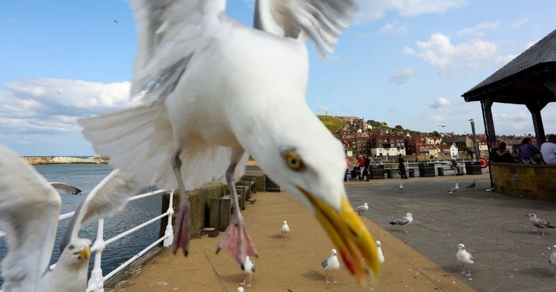 Un couple de retraités pris en otage pendant 6 jours… par des mouettes