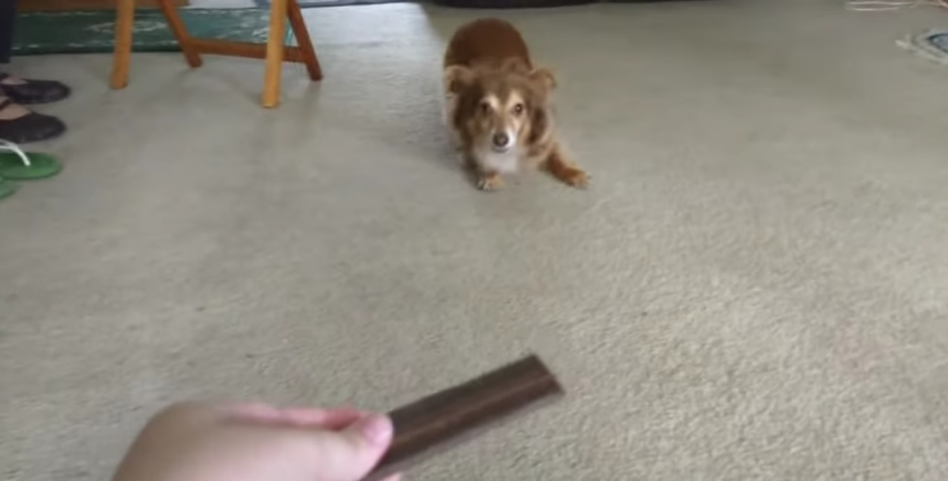 Un petit chien très heureux de recevoir une friandise