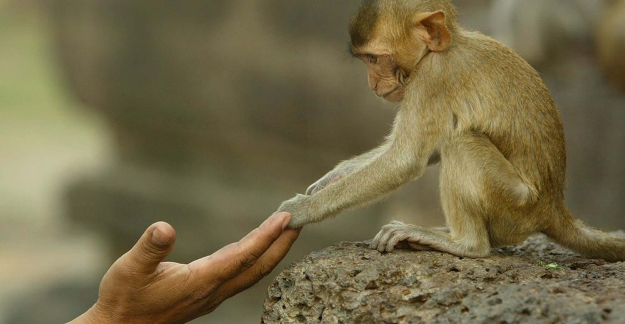 Un singe vole un appareil photo pour faire un... doigt d'honneur !