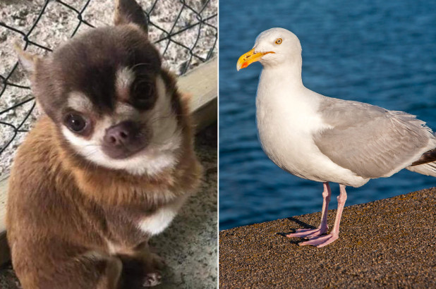 Angleterre : Un Chihuahua se fait kidnapper par une mouette