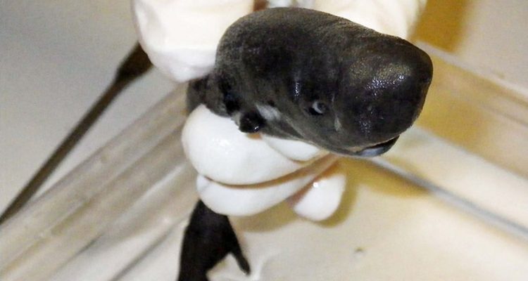 Découverte d’un requin qui brille dans la nuit