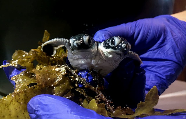 Étrange créature : Une tortue à deux têtes est née en Malaisie