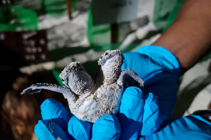 Étrange créature : Une tortue à deux têtes est née en Malaisie