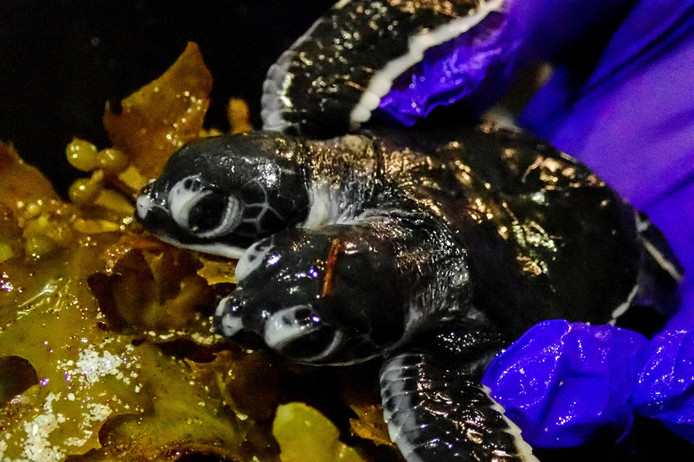 Étrange créature : Une tortue à deux têtes est née en Malaisie