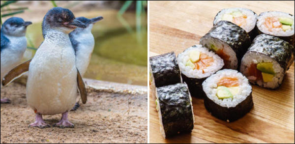 La police interpelle des manchots dans un stand à sushis