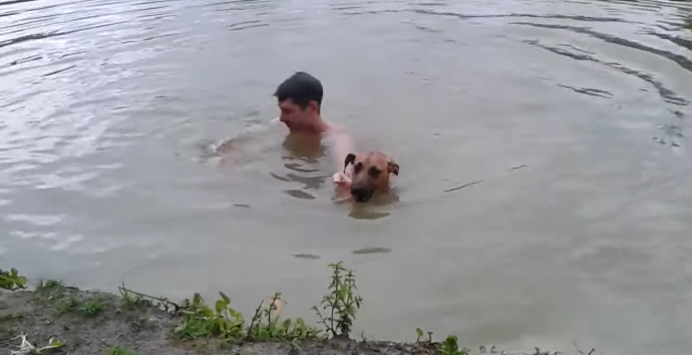 Un chien sauve son maître qui fait semblant de se noyer