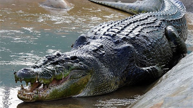 Un pêcheur évite de justesse de se faire dévorer par un alligator