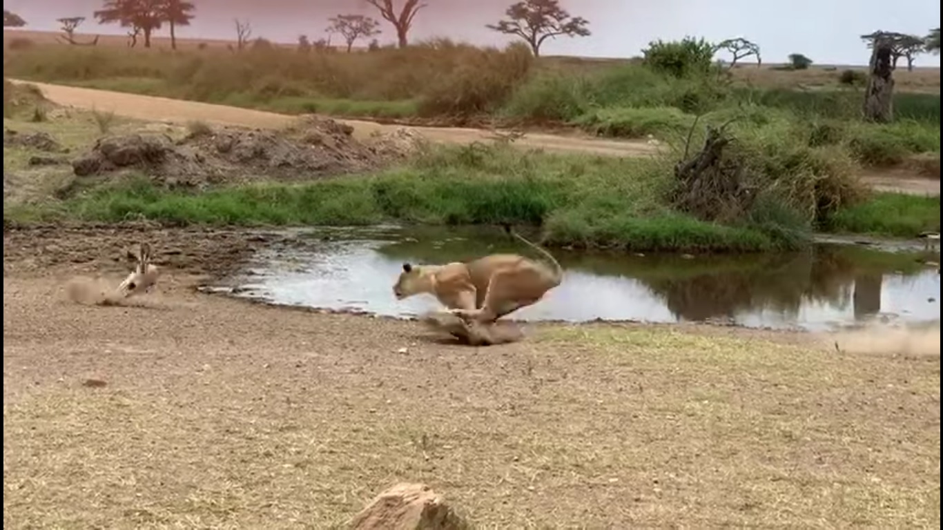Une gazelle échappe de justesse à une lionne et c'est très impressionnant !