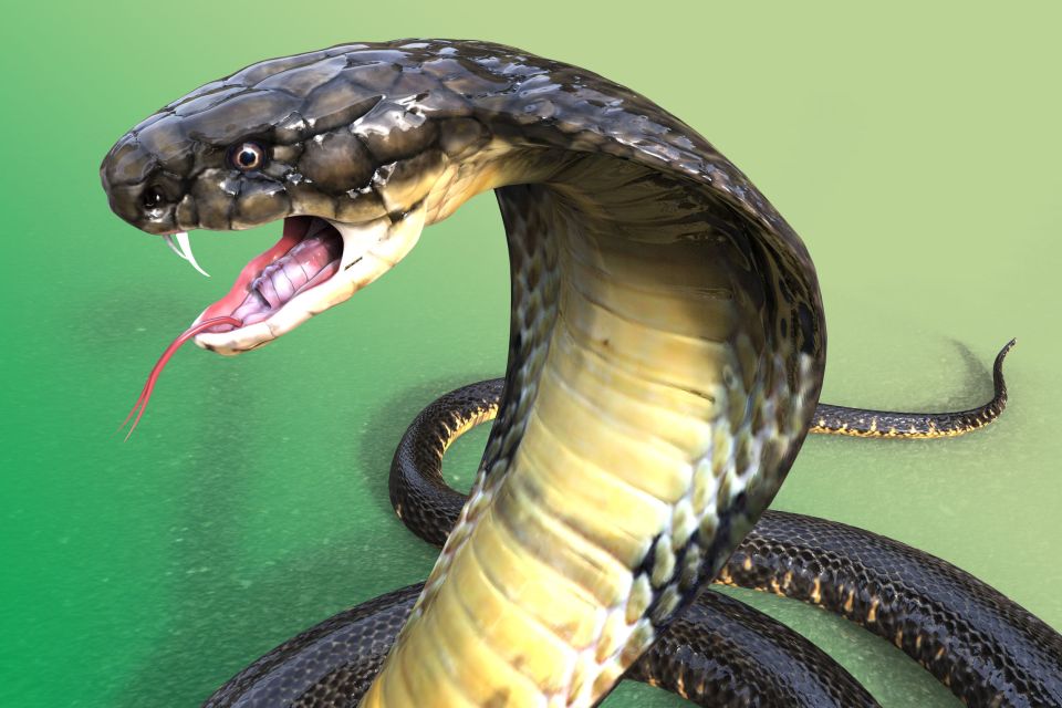 Vengeance : Mordu par un serpent, il le mord à son tour et meurent tous les deux