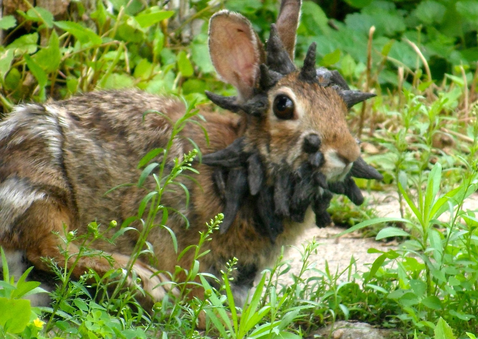 Découverte d’un étrange lapin mutant avec des étonnantes cornes noires sur la tête