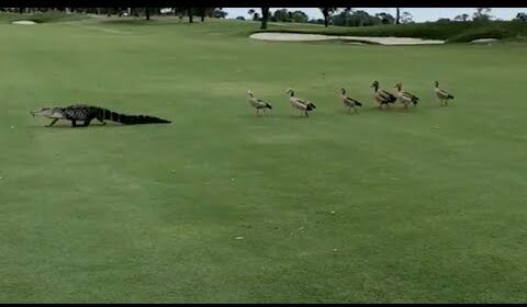 Insolite : Un alligator se fait pourchasser par une bande de canards furieux