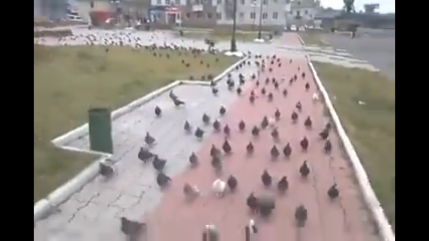 Impressionnant ! Avez-vous déjà vu une immense armée de pigeons ?