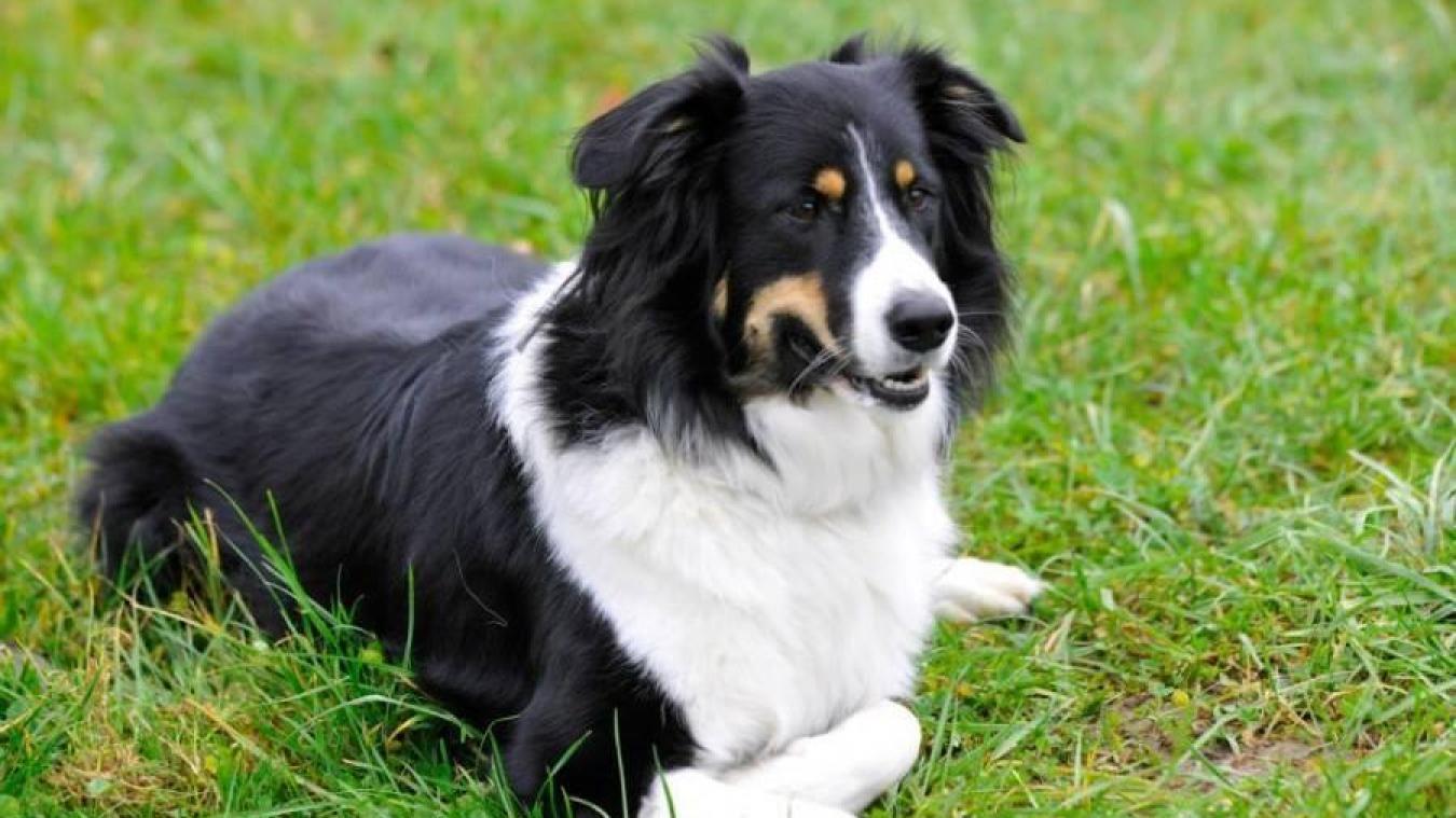 L'histoire de ce chien a ému toute la planète