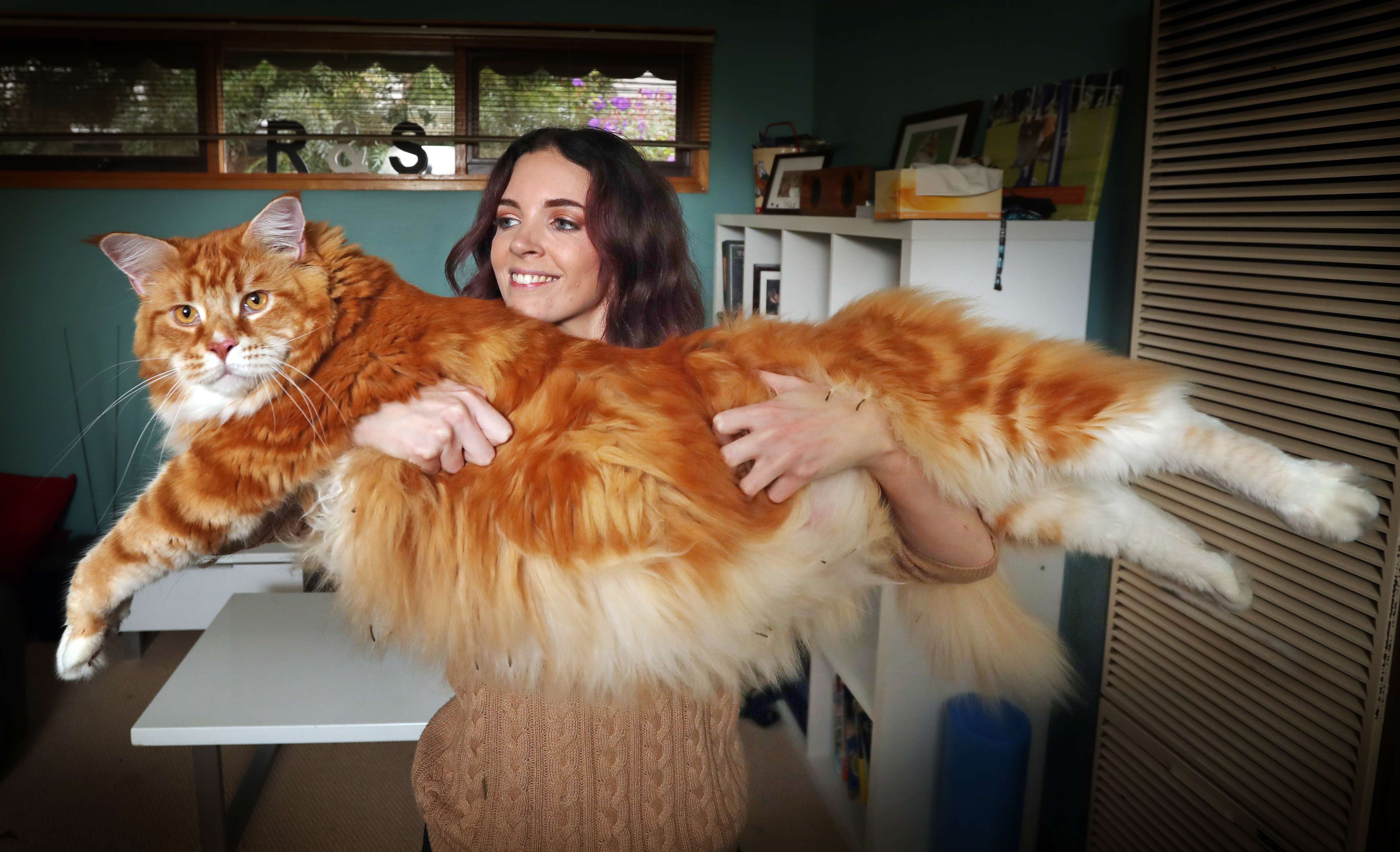 Les clichés impressionnants du plus gros chat du monde !