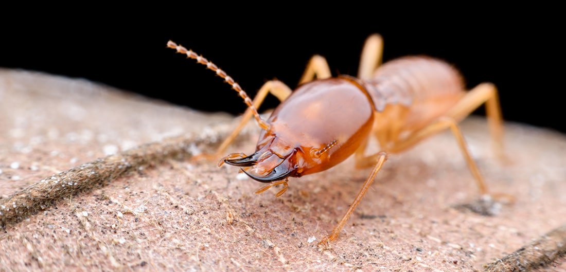 Mauvais Karma : Cette femme a tout perdu à cause des termites