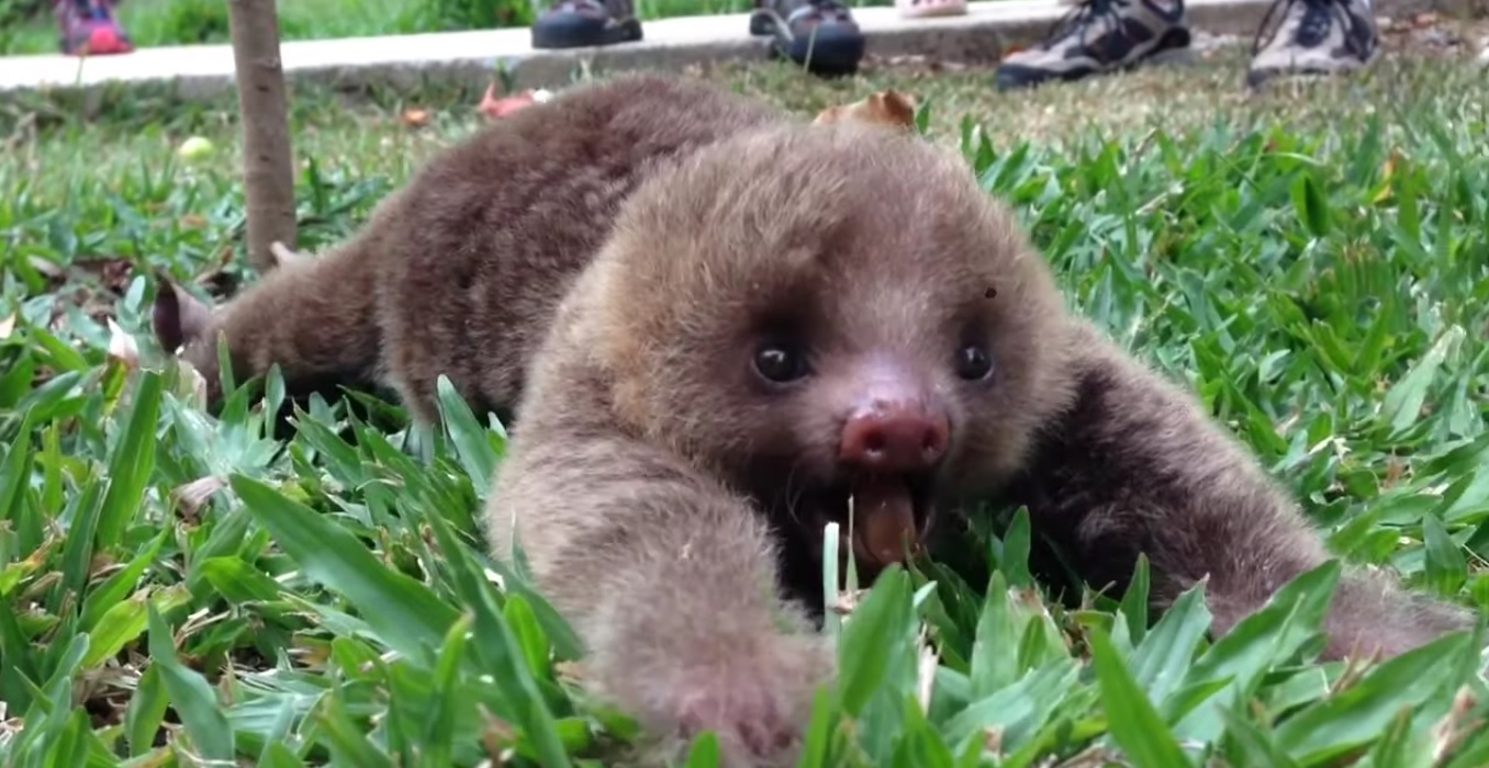 Un bébé paresseux fait ses premiers pas... et il est adorable !