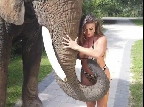 Un éléphant trop audacieux tente de lui arracher son bikini