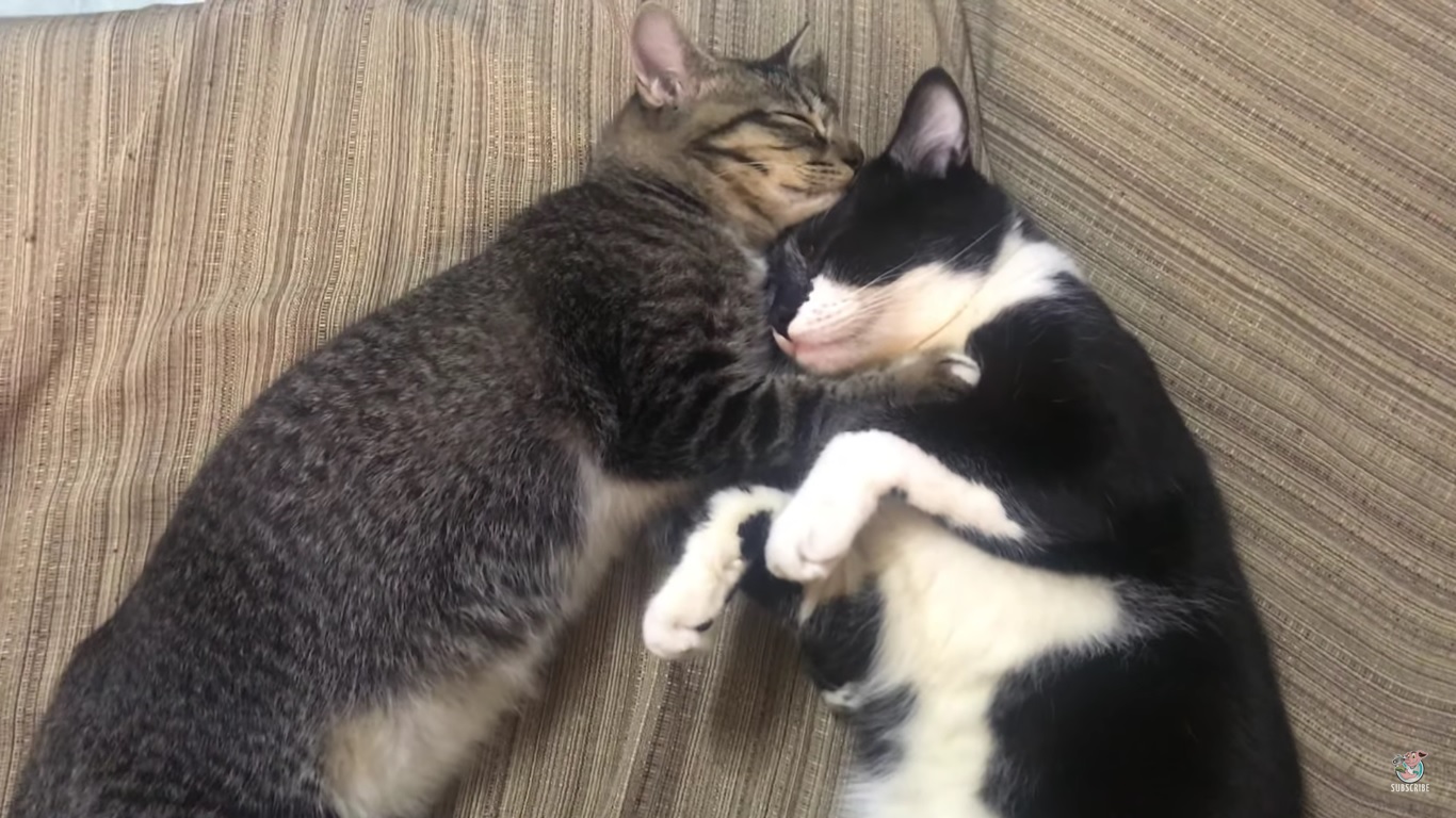 Deux chats surpris en plein moment câlin
