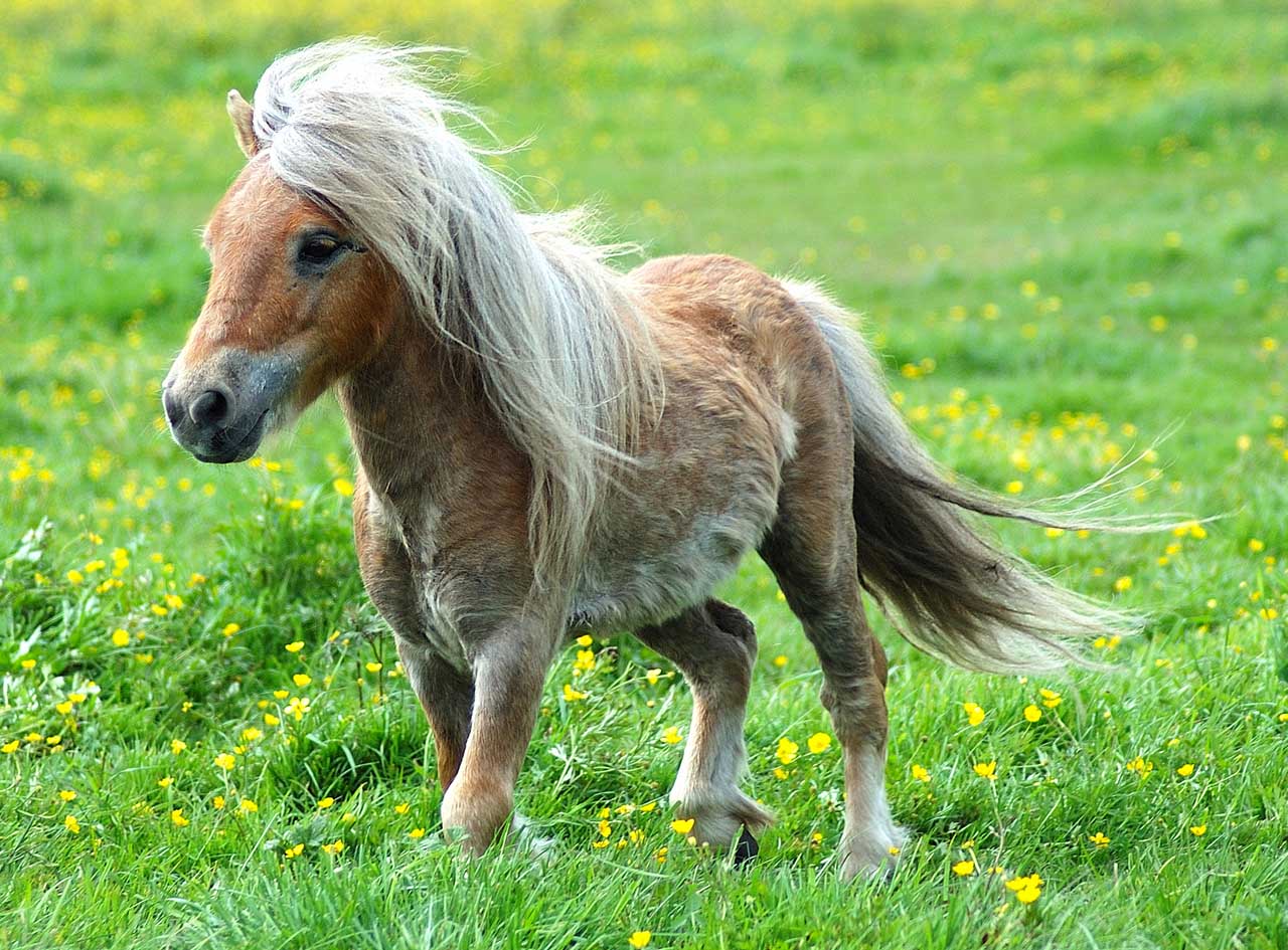 Haut de 56 centimètres, voici le cheval le plus petit du monde