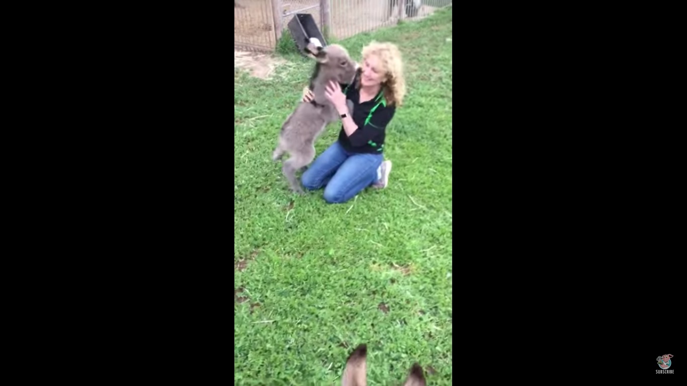 Moment tendresse : un ânon réclame des câlins