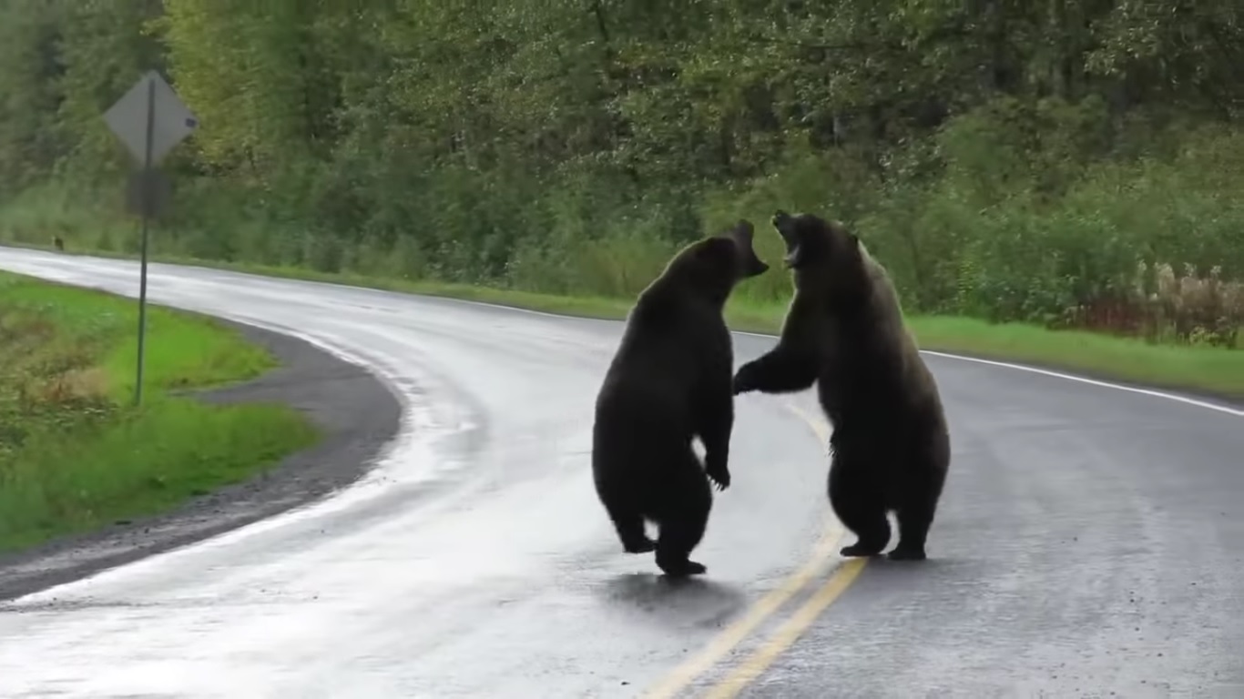Un automobiliste surpris par deux ours en train de se battre