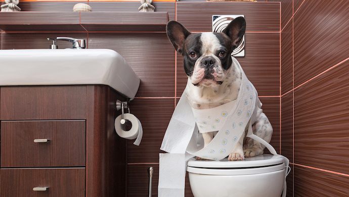 Un chien fait ses besoins aux toilettes !