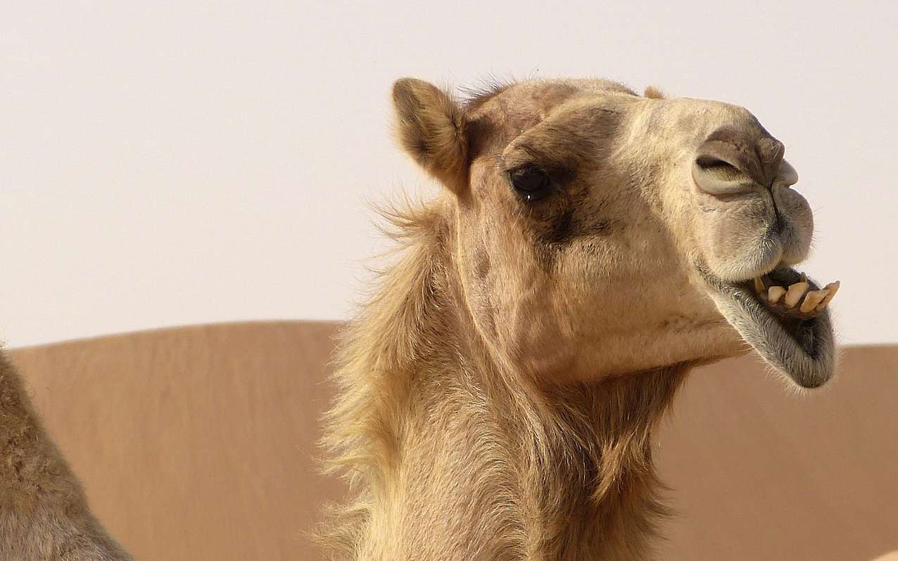 Une américaine mord les testicules d'un chameau pour sauver son chien