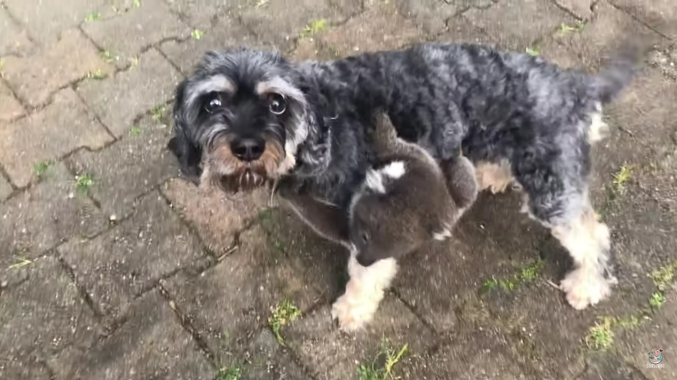 Cute ! Un bébé koala prend ce chien pour sa maman, découvrez la vidéo improbable