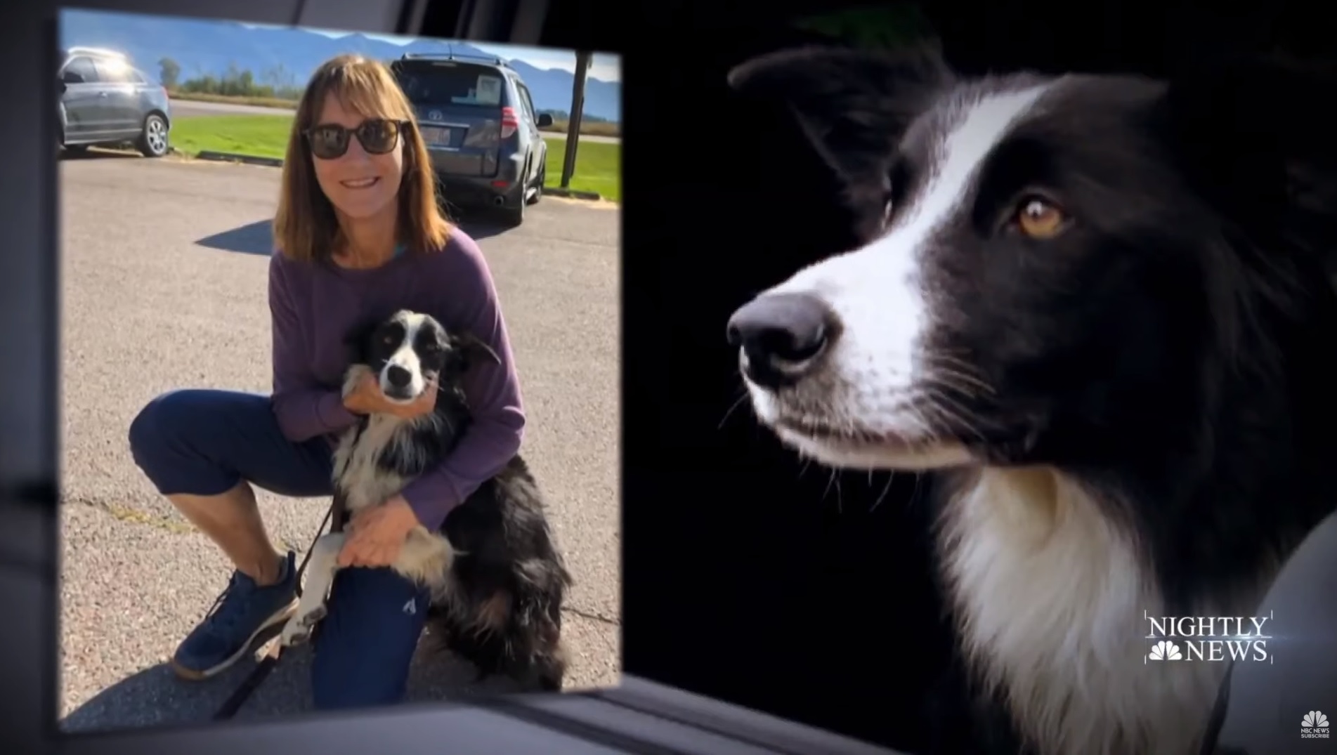Etats-Unis : une Américaine quitte son travail pour retrouver son chien disparu
