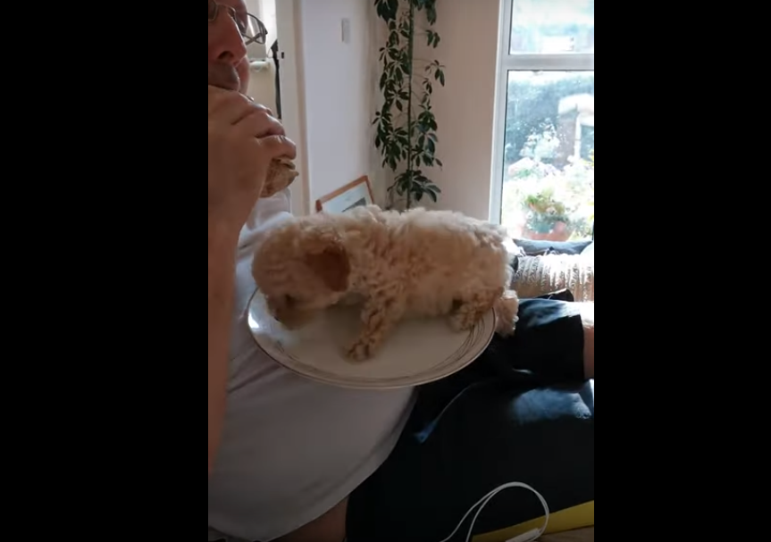 Faute de panier, un chiot s'installe... dans l'assiette de son maître !