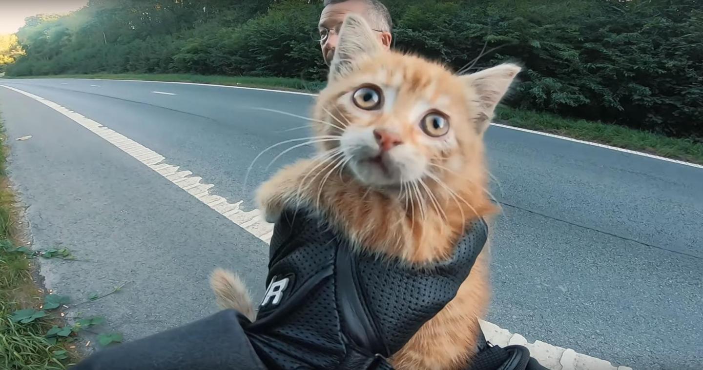 Un motard sauve un chaton perdu en plein milieu de la route