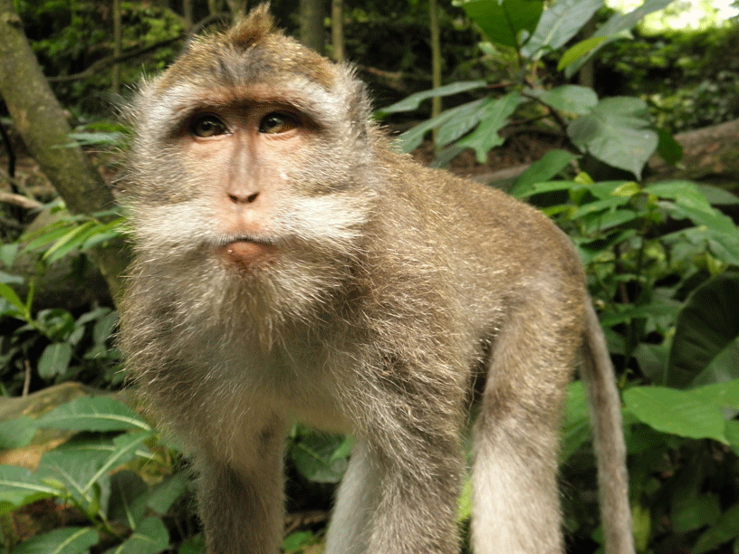 Un singe berné par une touriste décide de se venger