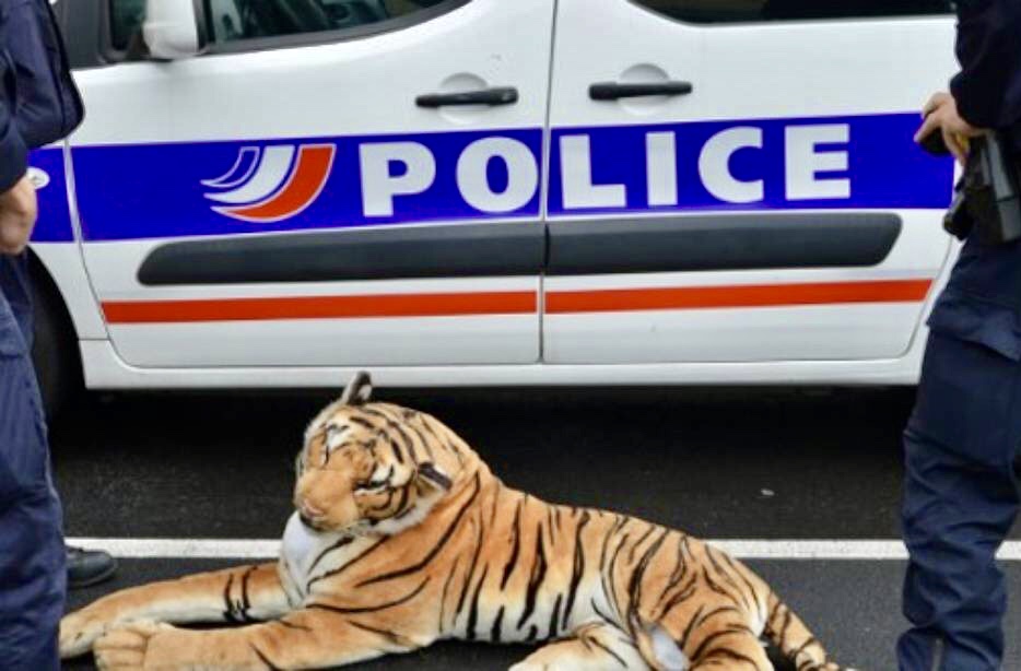 Un tigre en peluche provoque le chaos au Mans